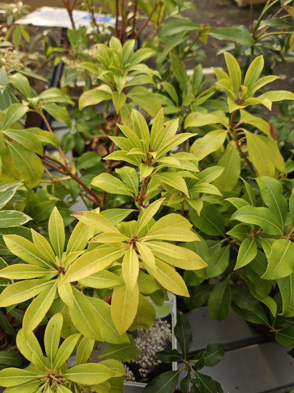 Pieris japonica 'Bonfire'