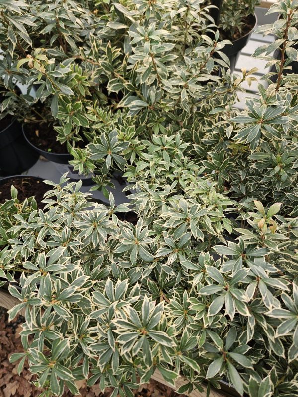 Pieris japonica 'Little Heath'