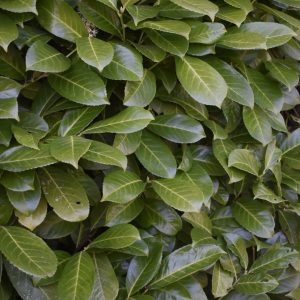 Prunus laurocerasus Laurel