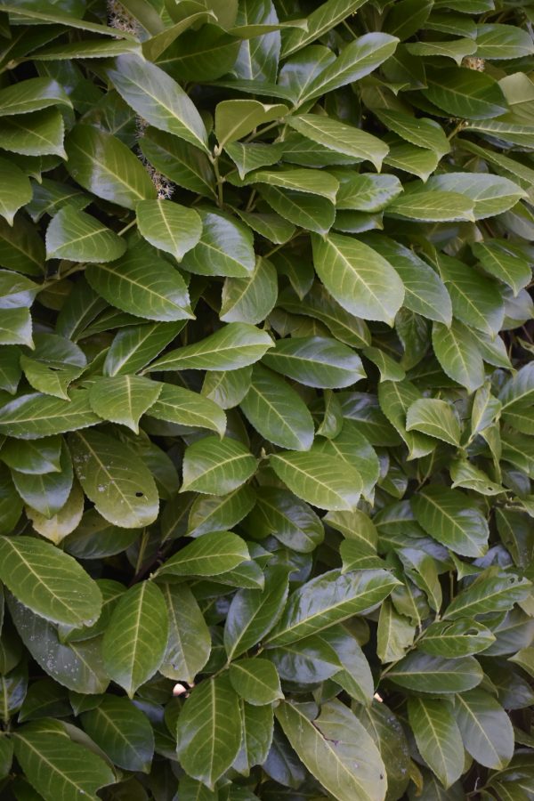 Prunus laurocerasus Laurel Prunus laurocerasus Laurel