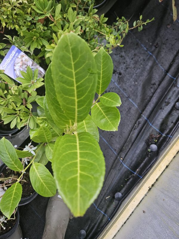 Prunus laurocerasus Laurel2 Prunus laurocerasus Laurel