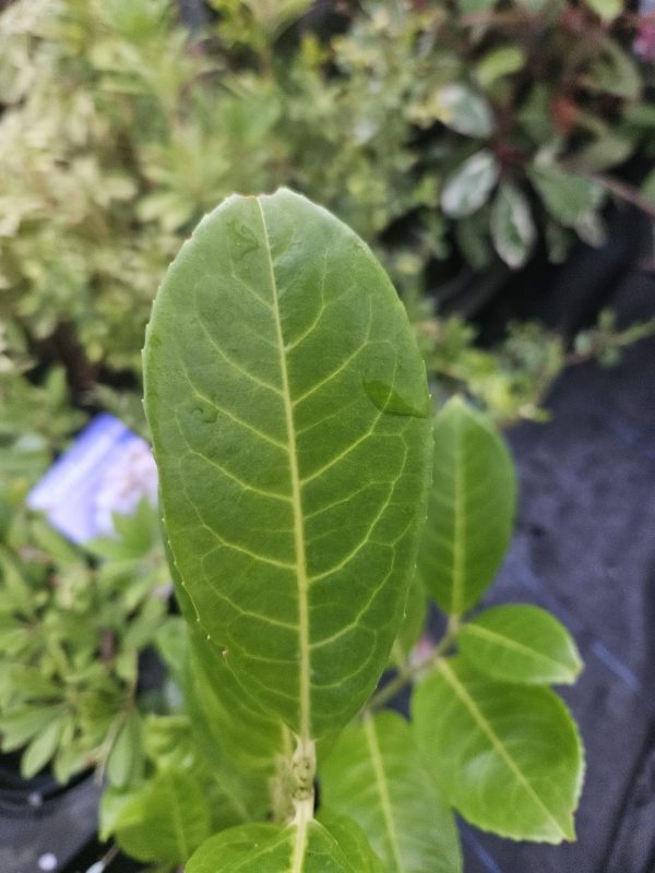 Prunus laurocerasus Laurel3 Prunus laurocerasus Laurel