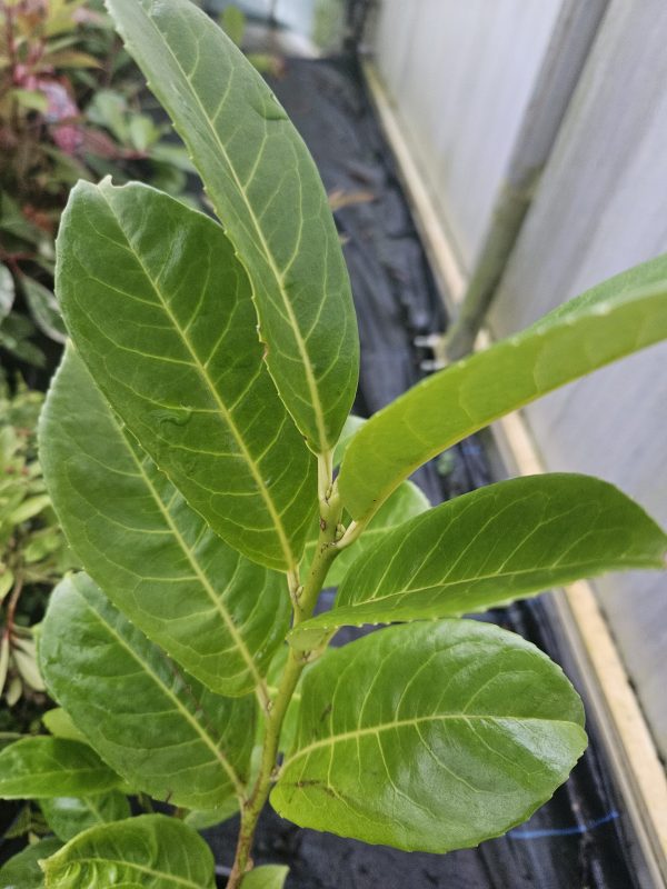 Prunus laurocerasus Laurel4 Prunus laurocerasus Laurel