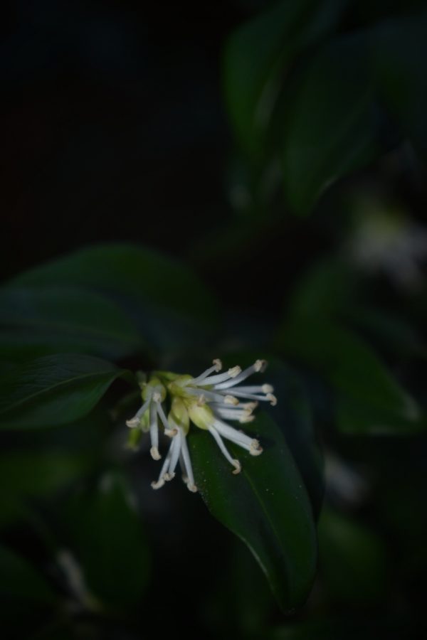 Sarcococca confusa Sarcococca confusa