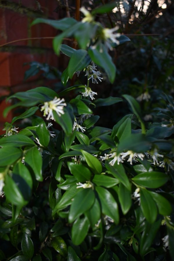 Sarcococca confusa2 Sarcococca confusa