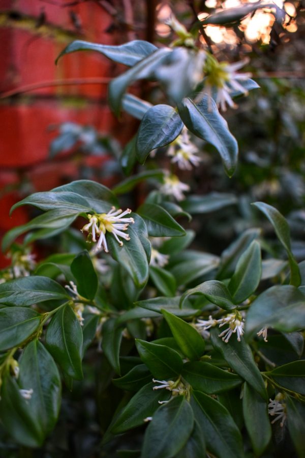 Sarcococca confusa4