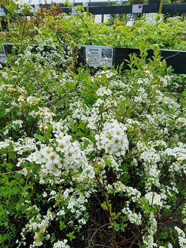 Spiraea 'Arguta' Spiraea 'Arguta'