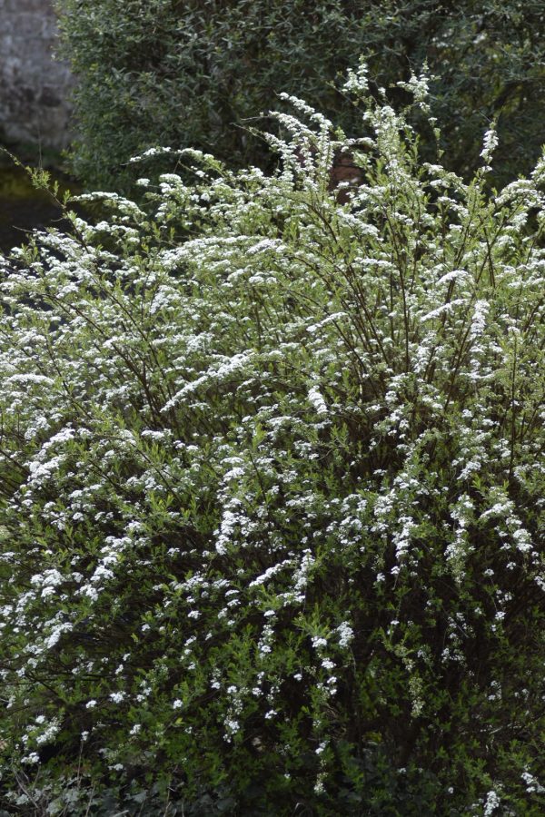 Spiraea 'Arguta' Spiraea 'Arguta'