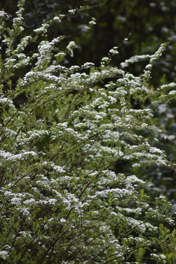 Spiraea 'Arguta'2 Spiraea 'Arguta'