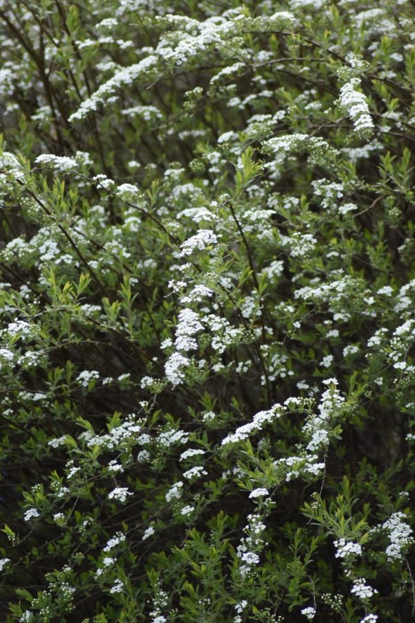 Spiraea 'Arguta'3
