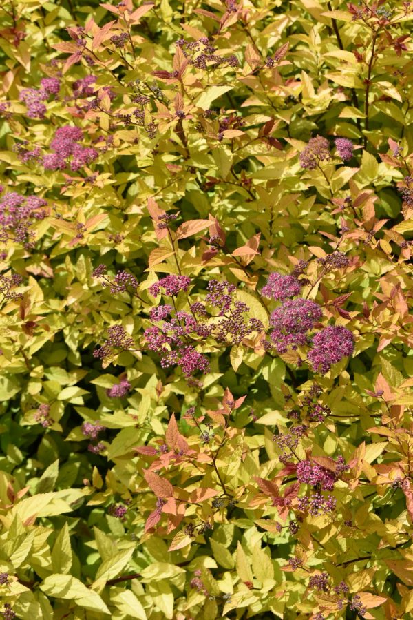 Spiraea japonica 'Goldflame'