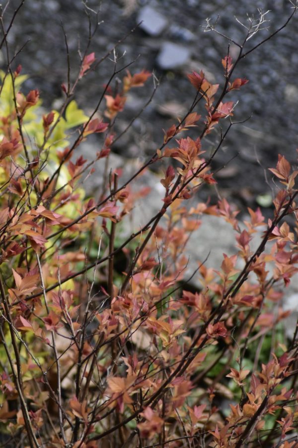 Spiraea japonica 'Goldflame'