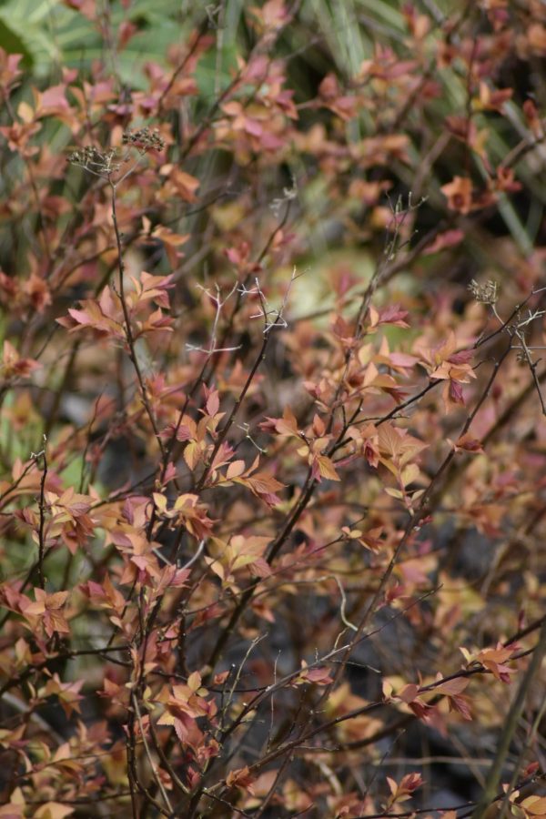 Spiraea japonica 'Goldflame'