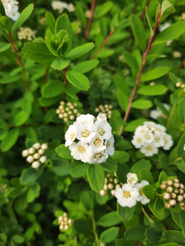 Spiraea nipponica 'Snowmound'