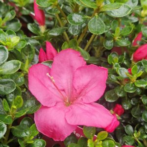 Azalea japonica 'Anouk'