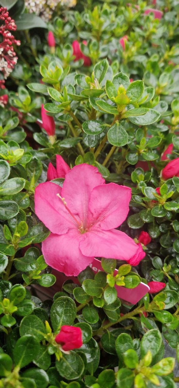 Azalea japonica 'Anouk'