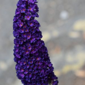 Buddleja davidii 'Black Knight'