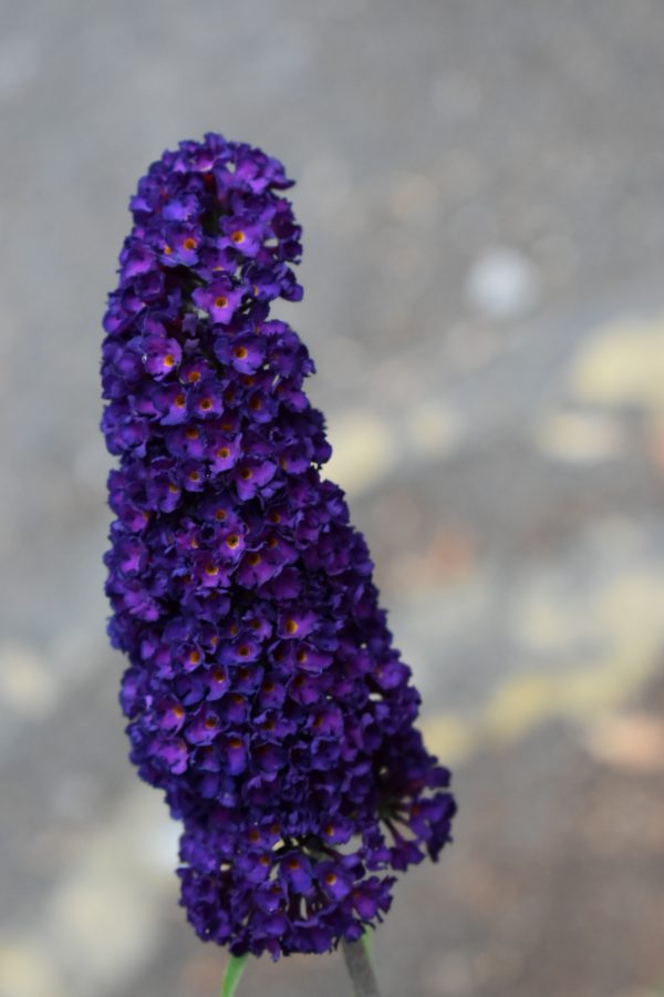 Black Knight Buddleja davidii 'Black Knight'