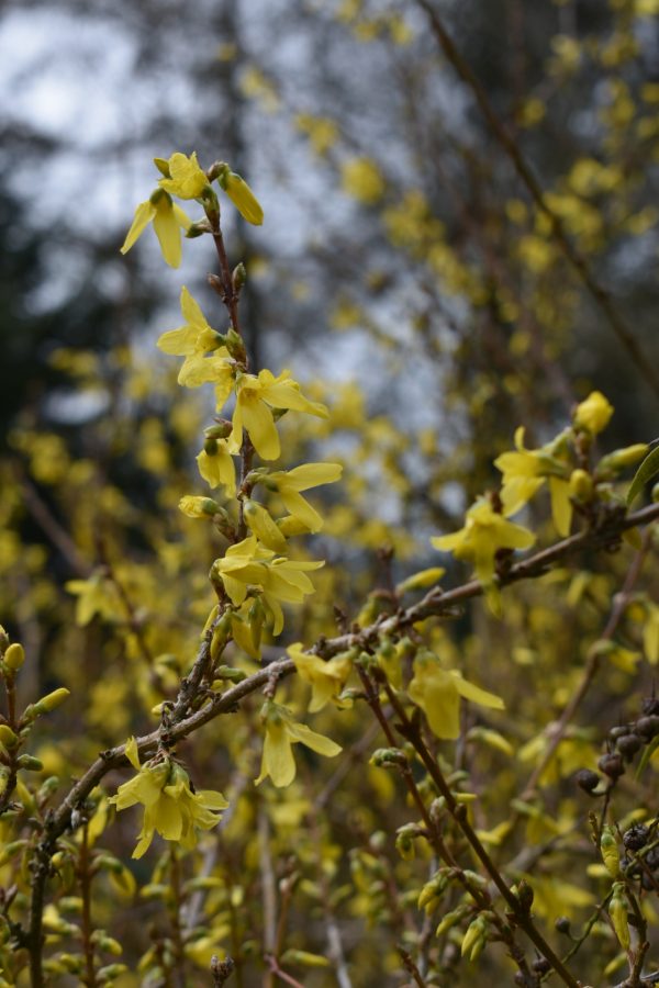 Forsythia Lynwood