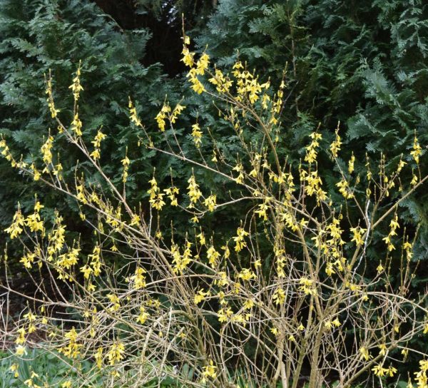 Forsythia Lynwood2
