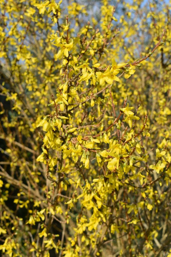 Forsythia x intermedia 'Lynwood'2 Forsythia x intermedia 'Lynwood'