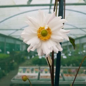 Anemone 'Snow Angel' Neat mounds of attractive mid green foliage.  Flowers from August through to October.