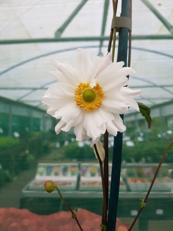 IMG-20201023-WA0002 - Copy Anemone 'Snow Angel' Neat mounds of attractive mid green foliage. Flowers from August through to October.