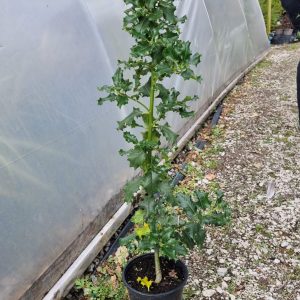 Ilex aquifolium Common Holly