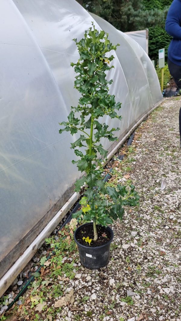 Ilex aquifolium Common Holly