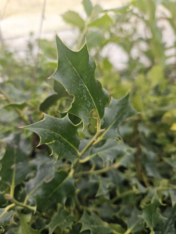 Ilex aquifolium Common Holly