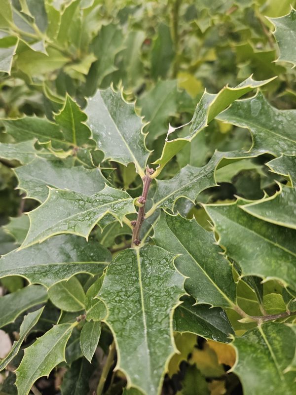 Ilex aquifolium Common Holly