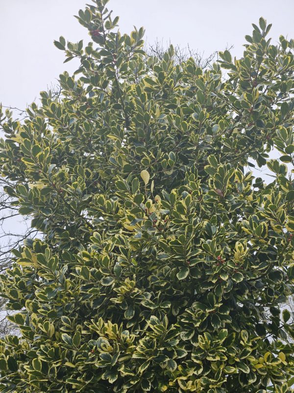 Ilex x altaclerensis 'Golden King' Ilex x altaclerensis 'Golden King'