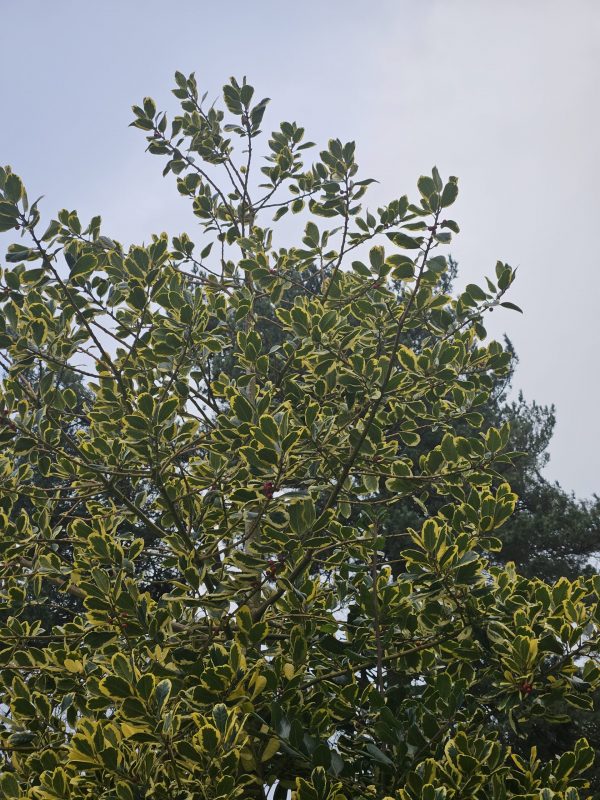 Ilex x altaclerensis 'Golden King'2 Ilex x altaclerensis 'Golden King'