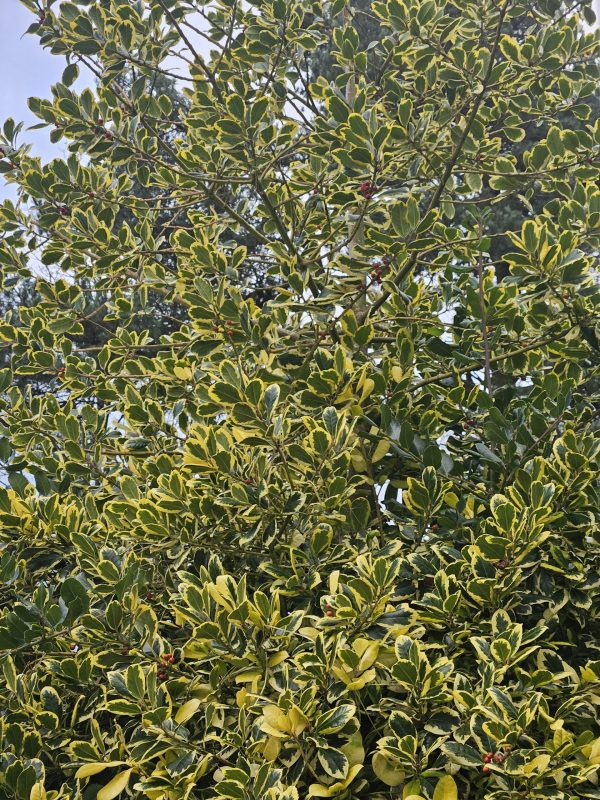 Ilex x altaclerensis 'Golden King'3 Ilex x altaclerensis 'Golden King'