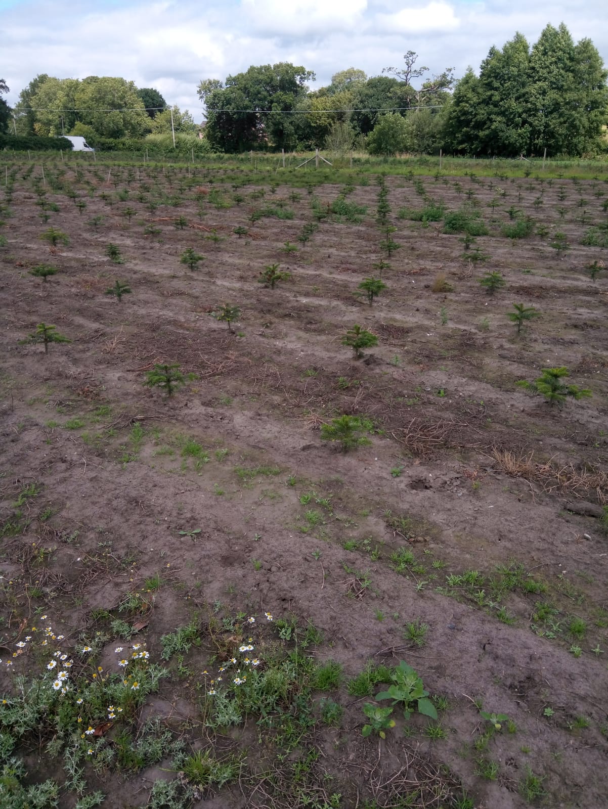 Early Stages Christmas Tree