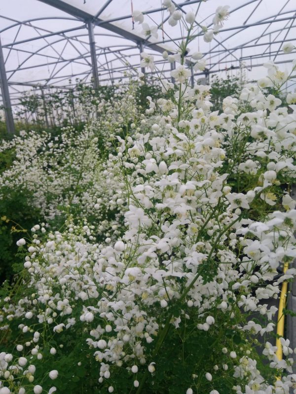 Thalictrum ‘Splendide White’ Thalictrum ‘Splendide White’