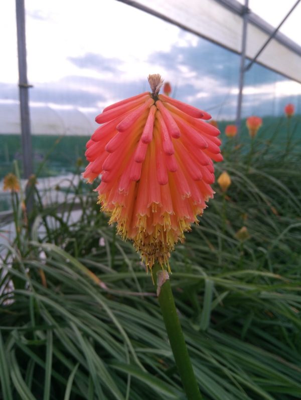 Kniphofia rooperi