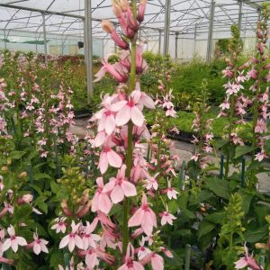 Lobelia ‘Isobel’s Blush’