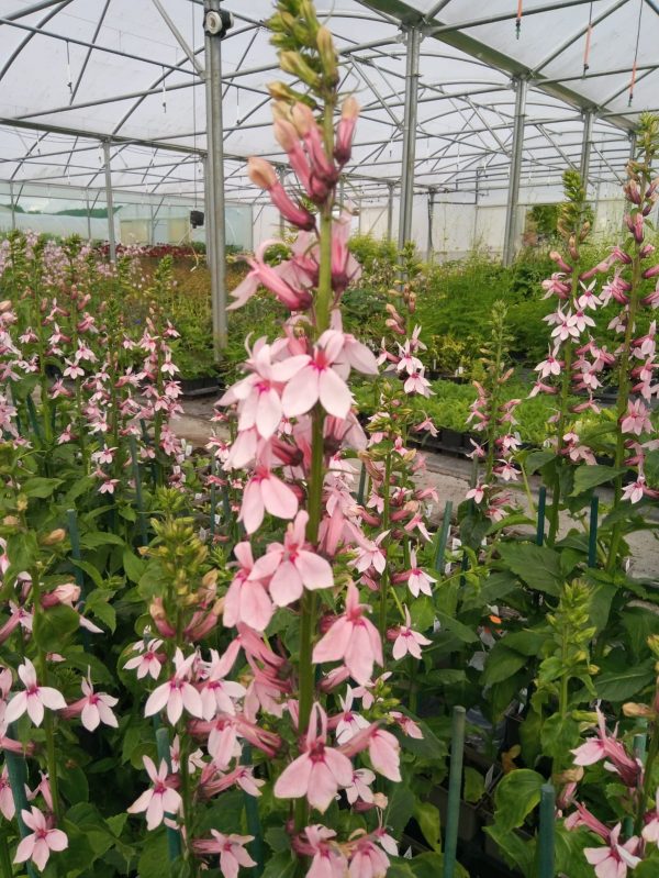 Lobelia ‘Isobel’s Blush’