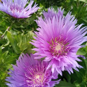 Stokesia laevis ‘Mel’s Blue’
