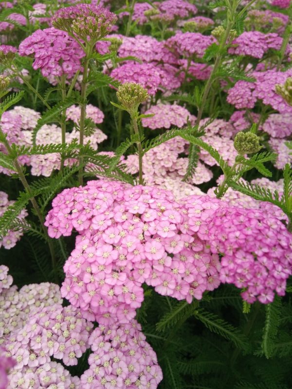 Achillea millefolium ‘Apple Blossom’ Achillea millefolium ‘Apple Blossom’