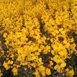 Erysimum ‘Fragrant Sunshine’
