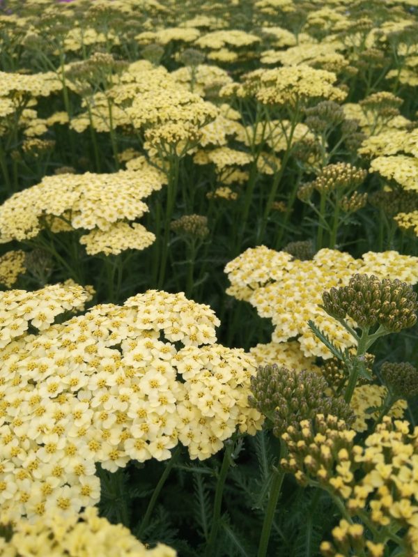 Achillea millefolium ‘Sunny Seduction’ Achillea millefolium ‘Sunny Seduction’