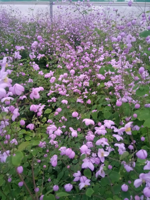 Thalictrum ‘Splendide’ Thalictrum ‘Splendide’
