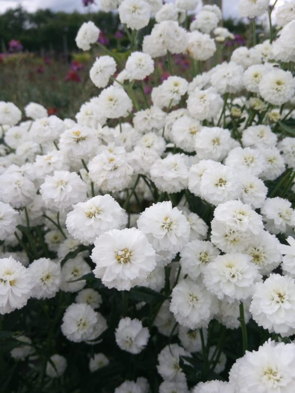 Achillea ptarmica 'Peter Cottontail' white, button like flowerheads produced over a low, mounding habit of green foliage.