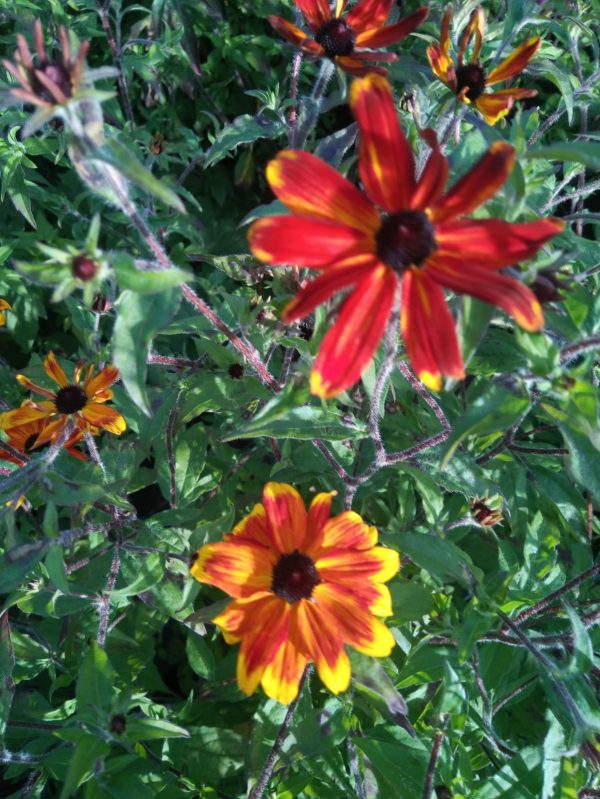 Rudbeckia 'Prairie Glow' Rudbeckia 'Prairie Glow'