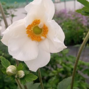 Anemone x hybrida 'Honorine Jobert' is an erect perennial with masses of elegant cup-shaped white flowers on tall, wiry stems. 