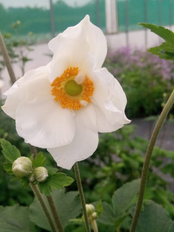 Anemone 'Honorine Jobart' Anemone x hybrida 'Honorine Jobert' is an erect perennial with masses of elegant cup-shaped white flowers on tall, wiry stems.
