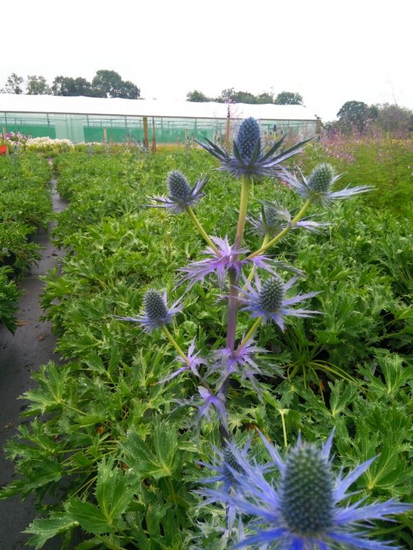 Eryngium x zabelii ‘Big Blue’ Eryngium x zabelii ‘Big Blue’