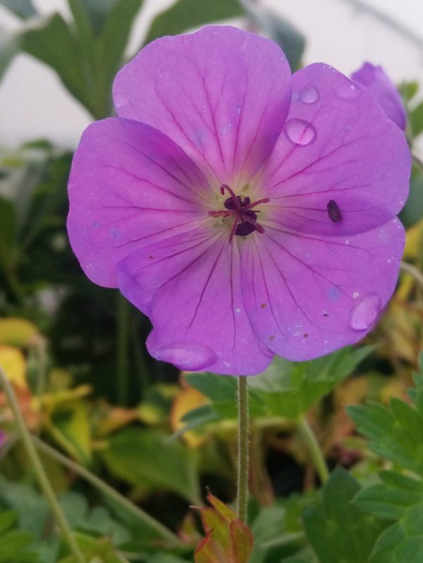 Geranium 'Rozanne' (PBR) - Proctors Nursery